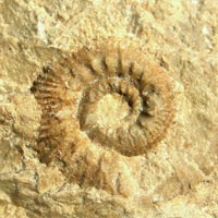 Ammonit der Gattung Aulacostephanus